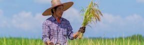 cultivando arroz