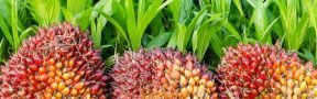 Producción del aceite de palma