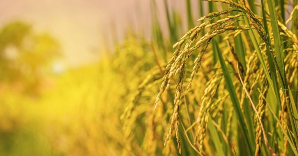 Sector Arrocero Registra Valorización de su Producción