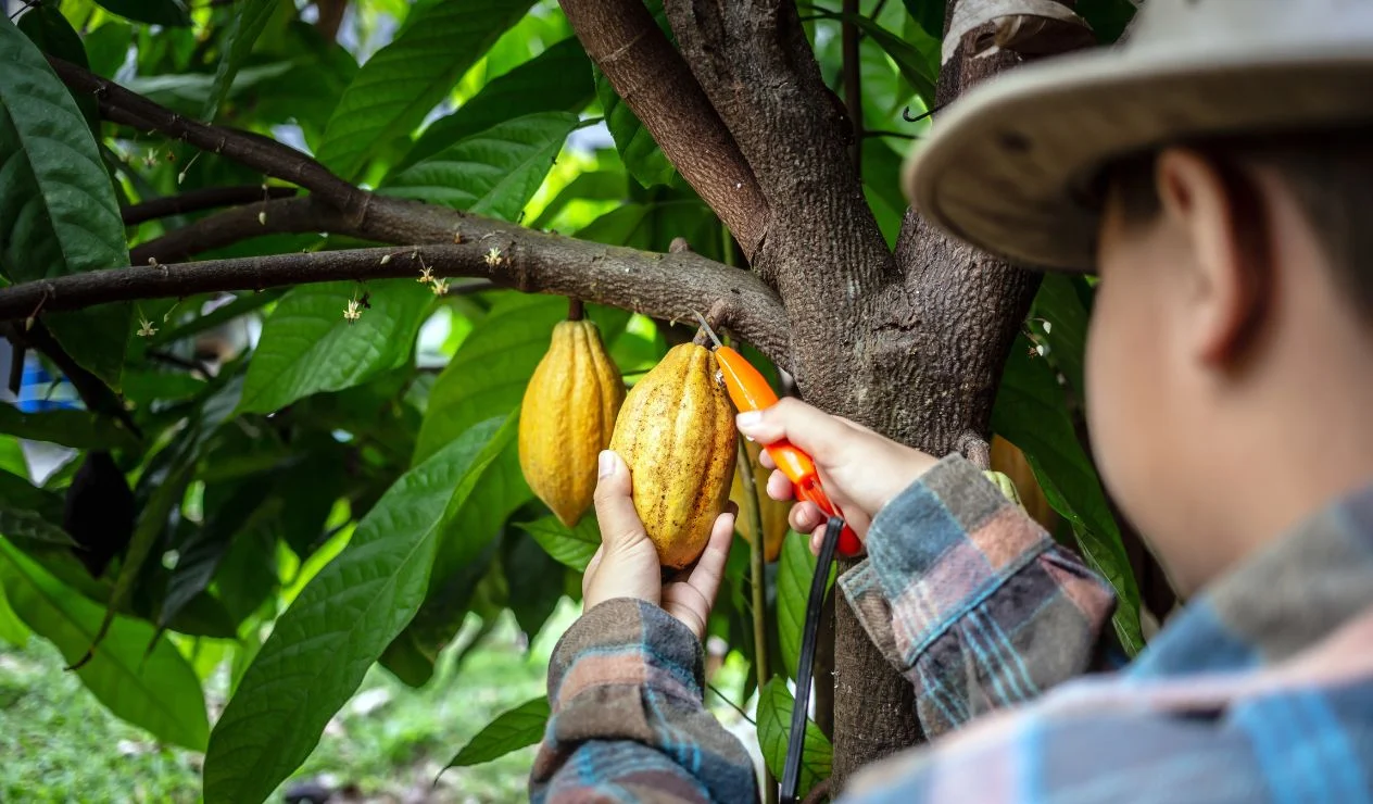 Auge exportador vs. retos de molienda: Las dos caras del cacao colombiano