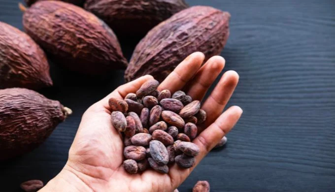 Diferencias entre productores y transformadores ante bonanza en precios del cacao
