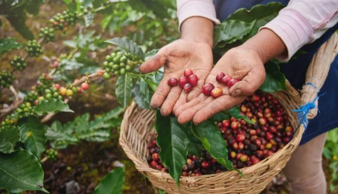El café aportó 33,6% del crecimiento agrícola en el tercer trimestre de 2024, con cosecha récord de COP$1,7 billones