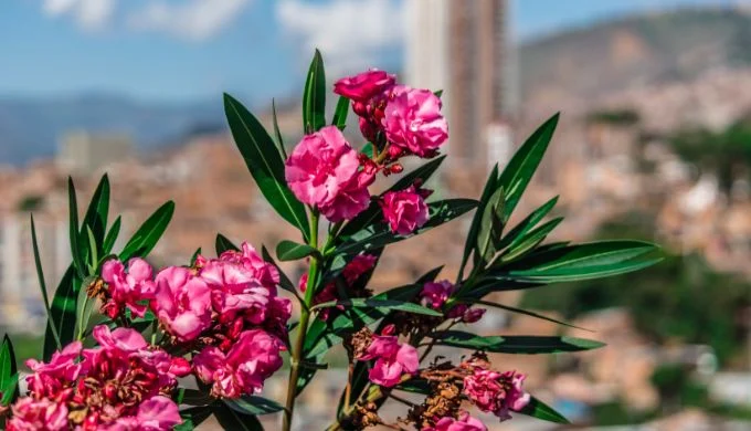 flores colombianas