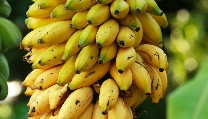 banana