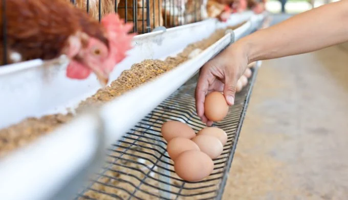 Colombia solicita permiso para exportar huevos a EE. UU. buscando aprovechar mejores precios