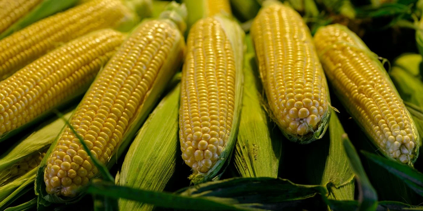 Importaciones de maíz en Colombia suben 10,3% en 2026 y consolidan la dependencia externa del cereal