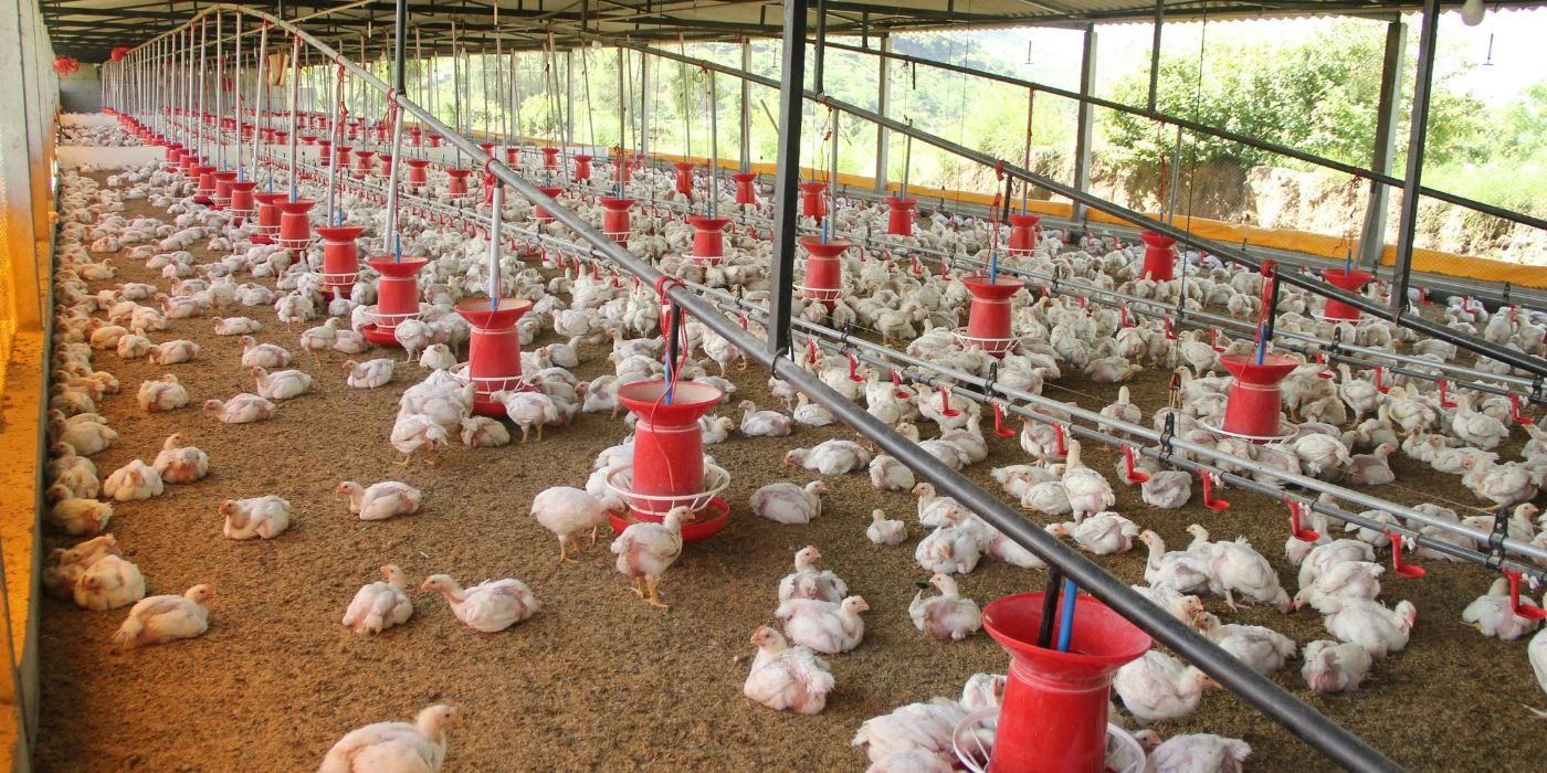 Producción de pollo crece menos de 1,0% en 2026 y el precio del huevo apunta al alza en 2027