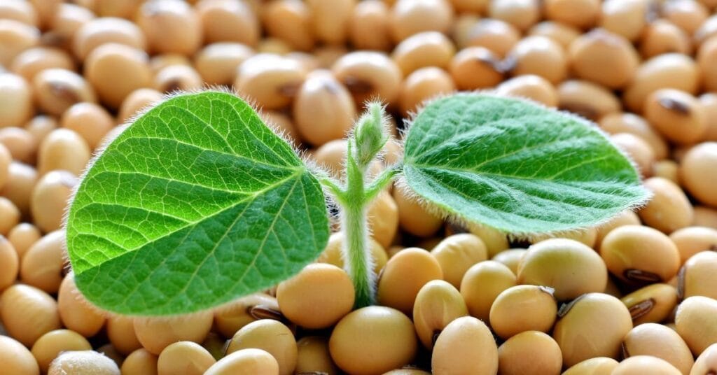 Las Compras Especulativas Causan Aumentos en los Precios Futuros de la Soya, el Maíz y el Trigo