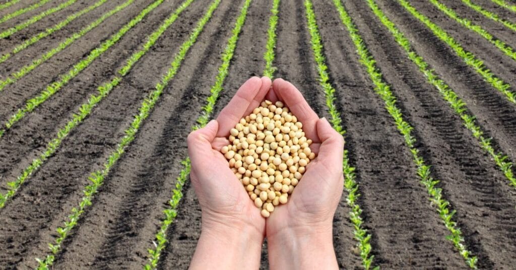 En el Primer Semestre del 2022 se Sembraron 42.572 Hectáreas de Soya en Colombia