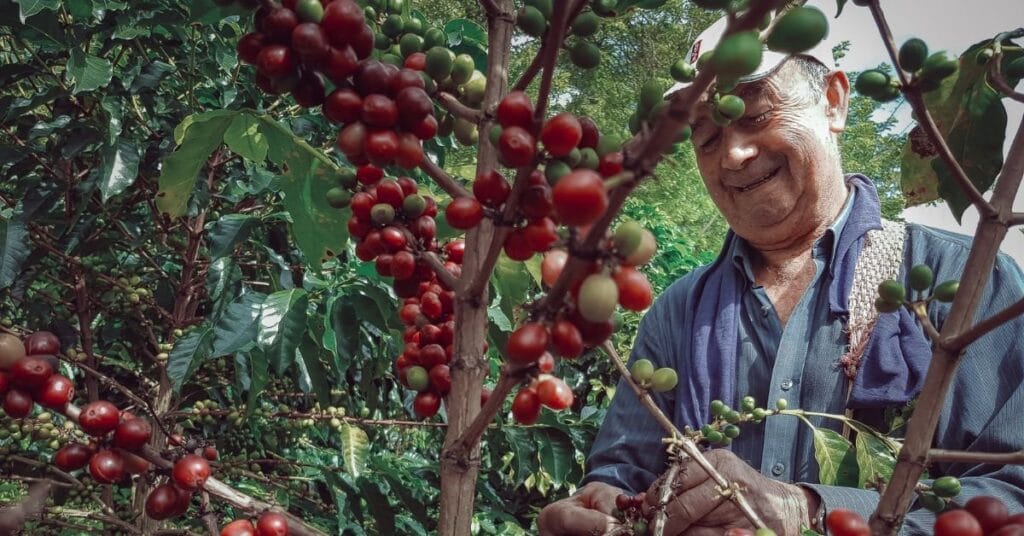 Caficultores Demandan Reestructuración de Políticas en el Sector