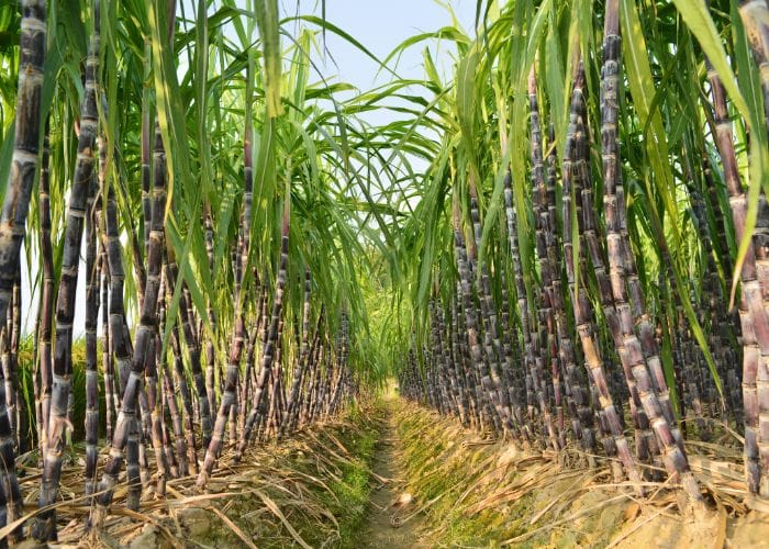 Invasión de tierras y aumento en los costos de producción en la agroindustria de la caña.