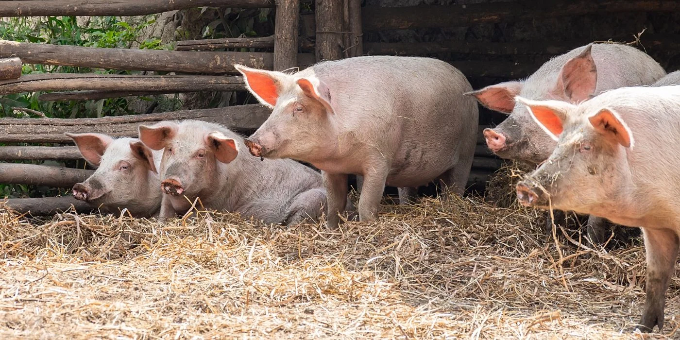 Consumo de carne de cerdo en Colombia supera las 840.000 toneladas y reduce a 18,6% su dependencia de importaciones