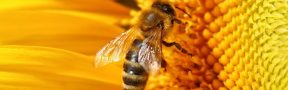 Abeja_Flor