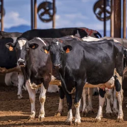 Agroindustria Láctea