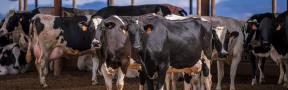 Agroindustria Láctea