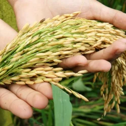 Arroz cultivo