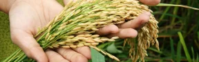 Arroz cultivo