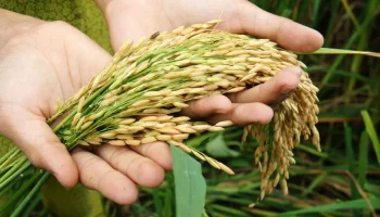 Arroz cultivo