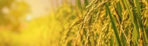 Arroz_paisaje