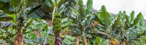 Bananeras_Col