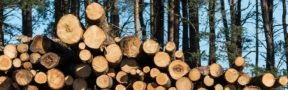 Biomasa forestal