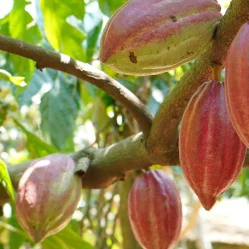 Cacao Colombia