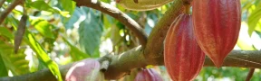 Cacao Colombia