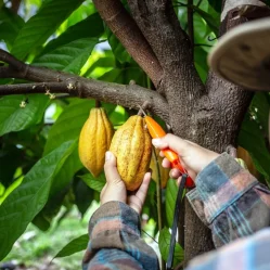 Cacao Colombiano