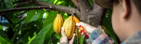 Cacao Colombiano