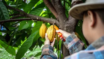 Cacao Colombiano