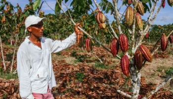 Cacao