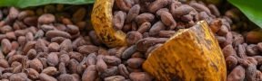 Cacao_Colombiano