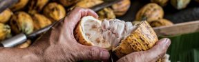 Cacao_manos