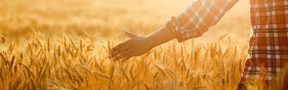 Campo_de_Trigo