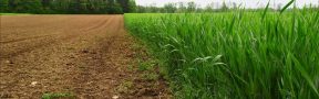Agroinsumos