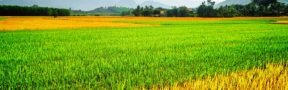 Cultivo arroz