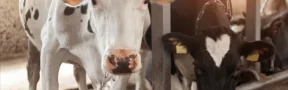 El Largo Recorrido de la Leche