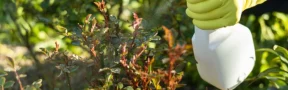 En Colombia se Reduce el Uso de Fertilizantes