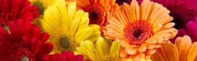 Exportación_de_Flores
