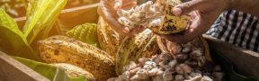 Exportaciones_de_Cacao