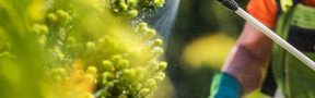 Fertilizantes_Col