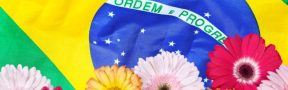 Flores brasil
