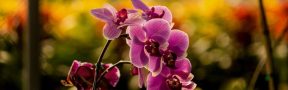Flores