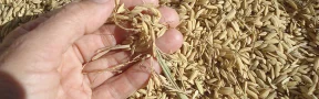 Cáscara de Arroz