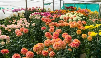 Exportación flores