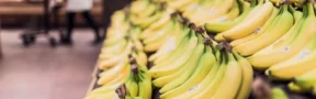 exportaciones de bananos