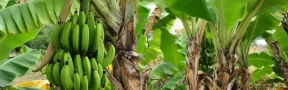 Bananero
