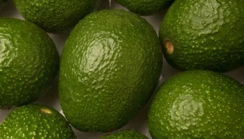 Aguacate