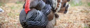 Pavo