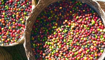 Producción de café